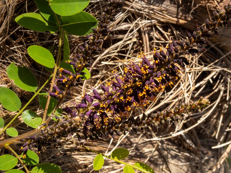 Amorpha fruticosa  2025-05-13 1-1