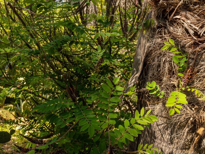 Amorpha fruticosa  2025-05-13 1-2