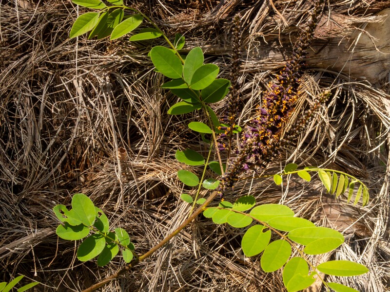 Amorpha fruticosa  2025-05-13 1-4