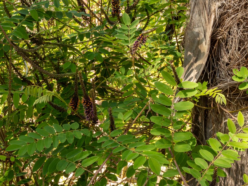 Amorpha fruticosa  2025-05-13 1-6