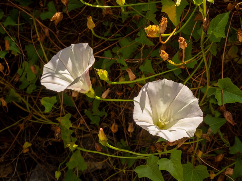Calystegia macrostegia  2025-05-13 1-1