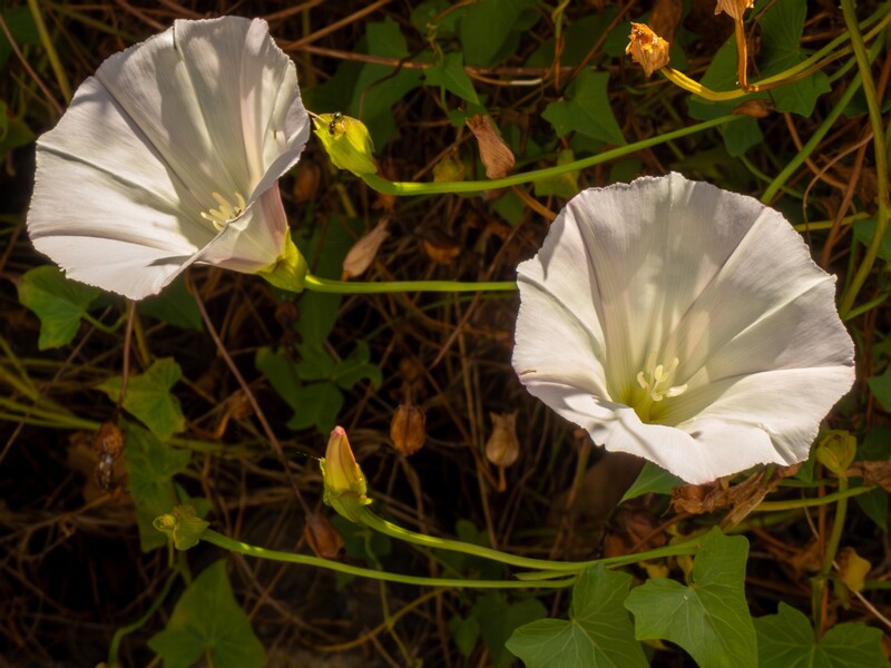 Calystegia macrostegia  2025-05-13 1-2