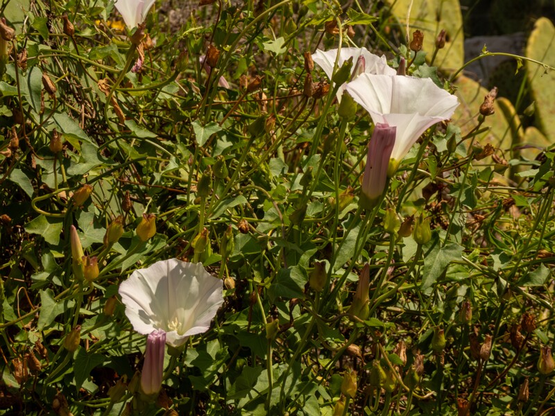 Calystegia macrostegia  2025-05-13 1-3