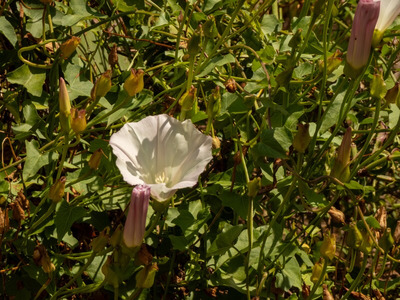 Calystegia macrostegia  2025-05-13 1-4
