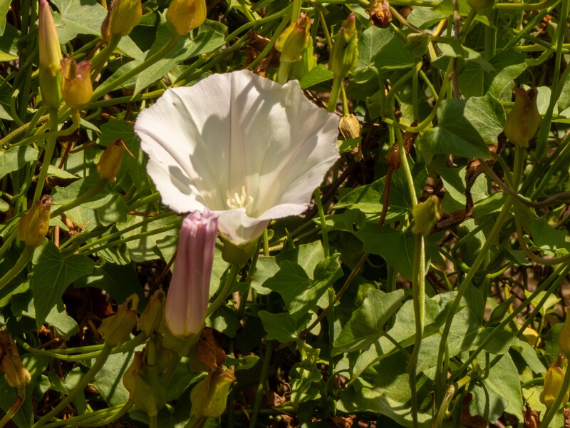 Calystegia macrostegia  2025-05-13 1-5