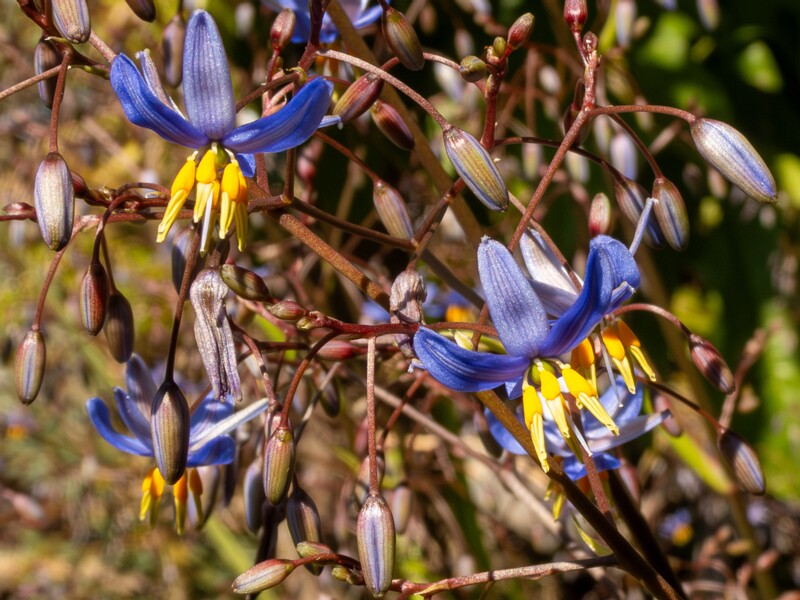 Dianella laevis  2025-05-13 1-1