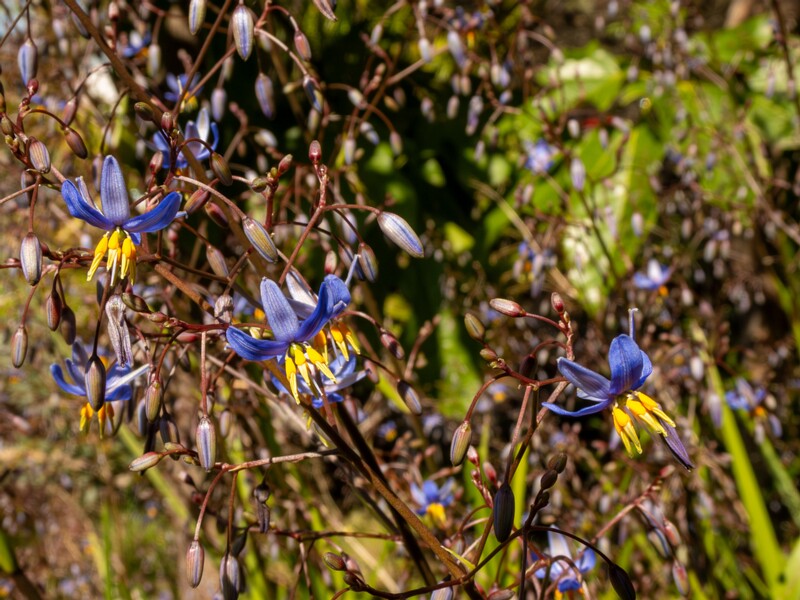 Dianella laevis  2025-05-13 1-2