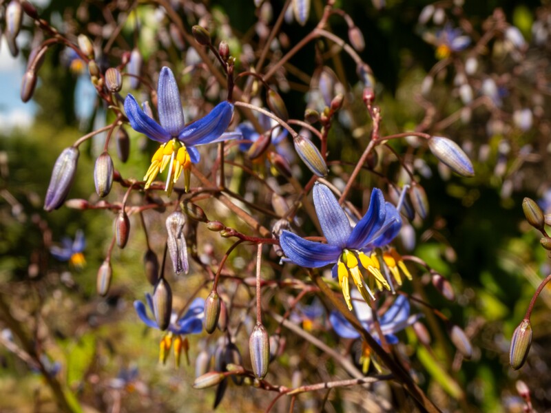 Dianella laevis  2025-05-13 1-4