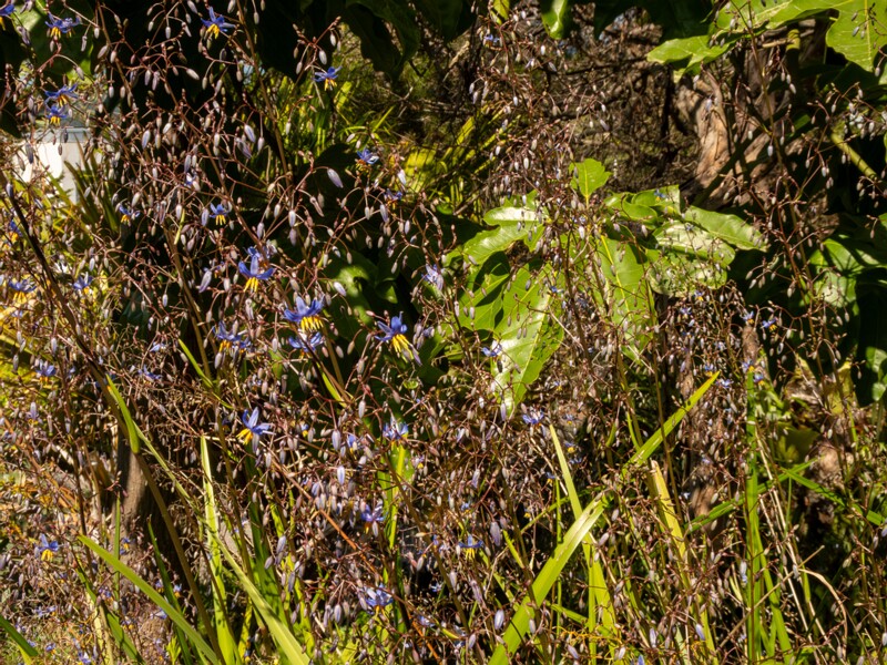 Dianella laevis  2025-05-13 1-5