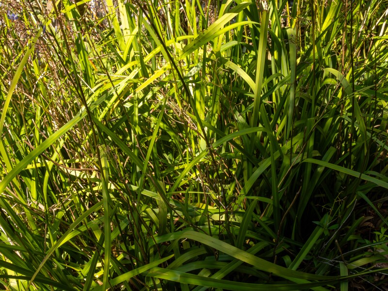 Dianella laevis  2025-05-13 1-6