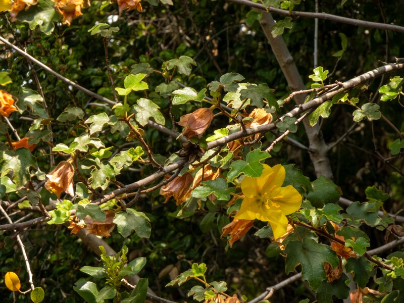 Fremontodendron mexicanum  2025-05-13 1-2