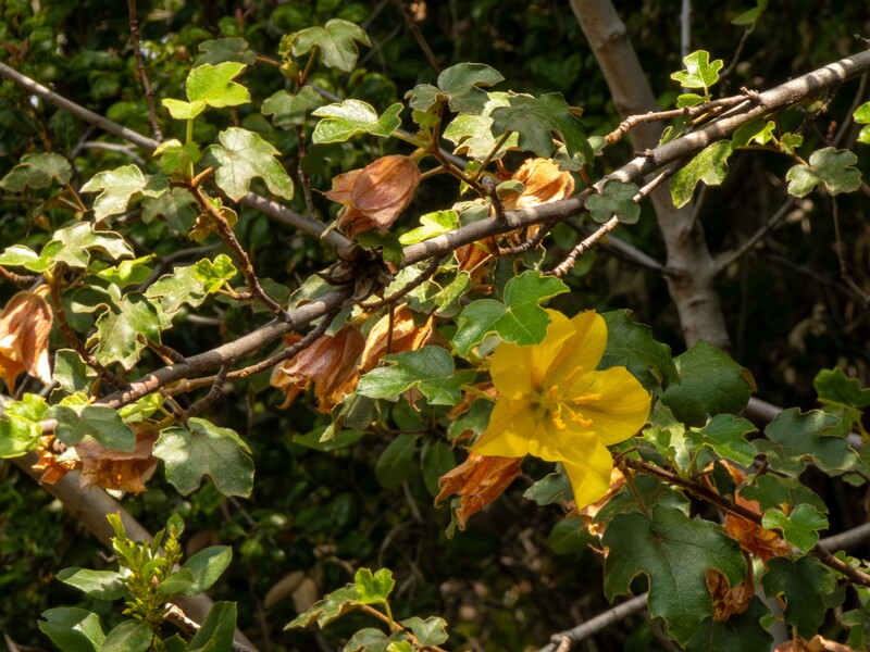 Fremontodendron mexicanum  2025-05-13 1-3