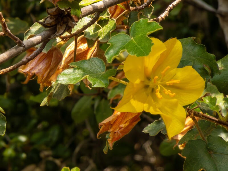Fremontodendron mexicanum  2025-05-13 1-5