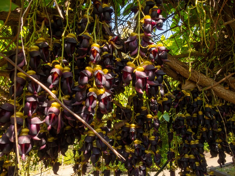 Mucuna sempervirens  2025-05-13 1-1