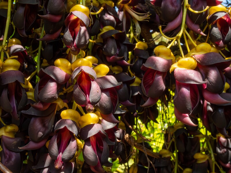Mucuna sempervirens  2025-05-13 1-2