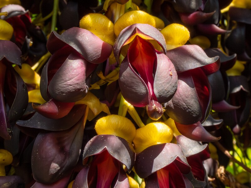 Mucuna sempervirens  2025-05-13 1-3