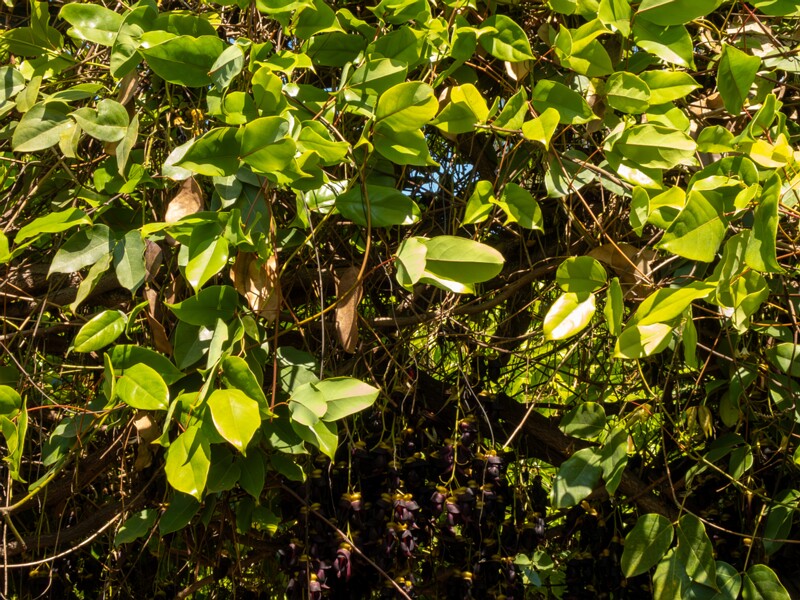 Mucuna sempervirens  2025-05-13 1-4