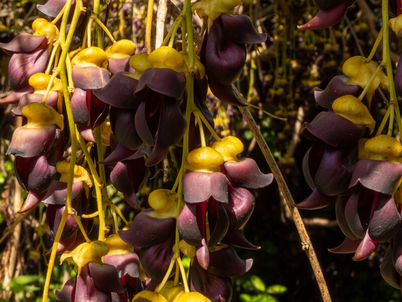 Mucuna sempervirens  2025-05-13 1-5