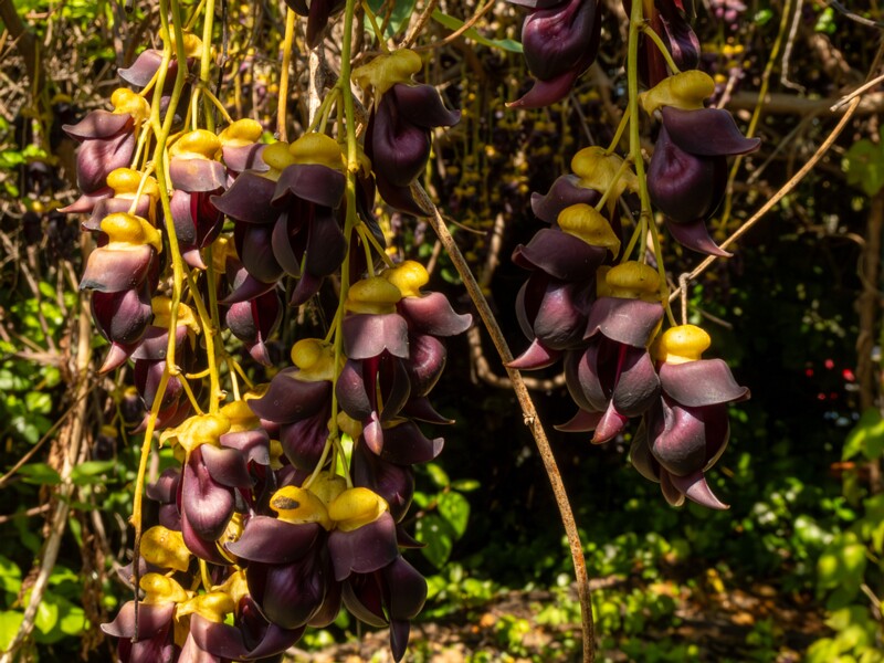 Mucuna sempervirens  2025-05-13 1-6