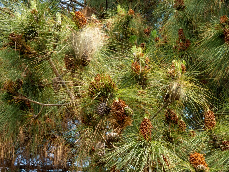 Pinus canariensis  2025-05-13 1-1