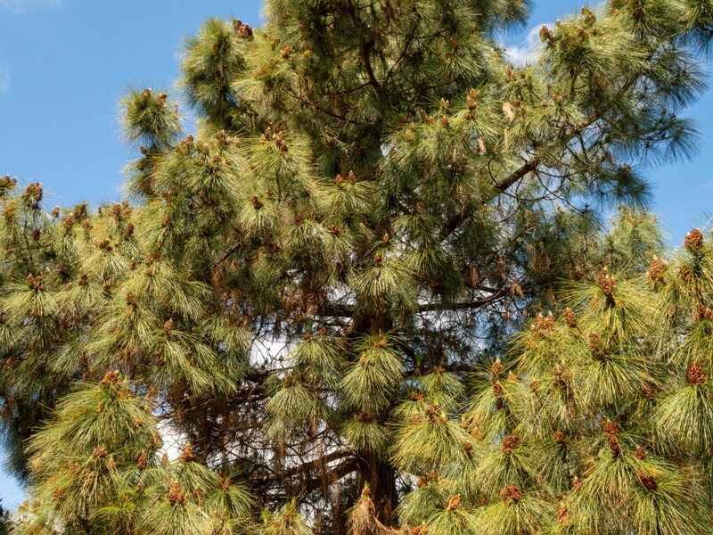 Pinus canariensis  2025-05-13 1-10