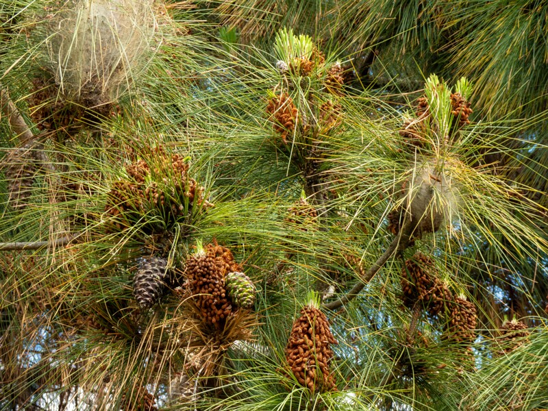 Pinus canariensis  2025-05-13 1-2