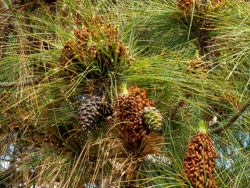 Pinus canariensis  2025-05-13 1-3
