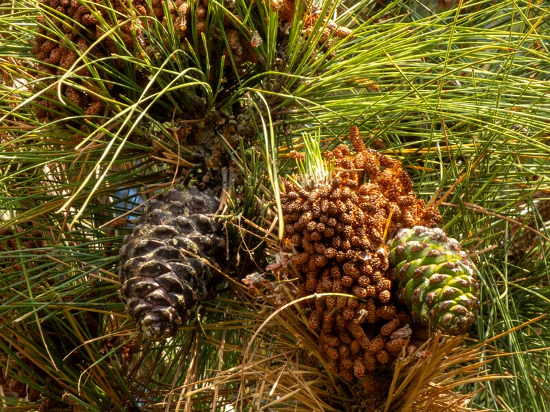 Pinus canariensis  2025-05-13 1-4