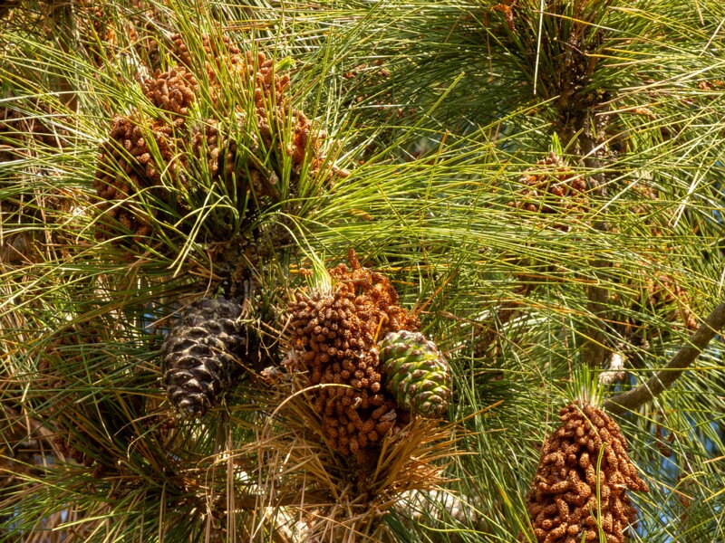 Pinus canariensis  2025-05-13 1-5