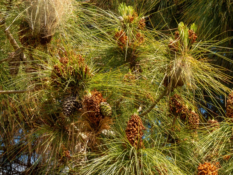 Pinus canariensis  2025-05-13 1-6