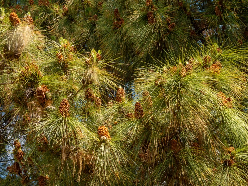 Pinus canariensis  2025-05-13 1-7
