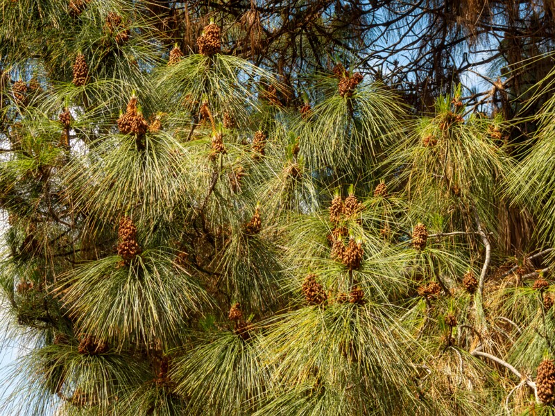 Pinus canariensis  2025-05-13 1-8
