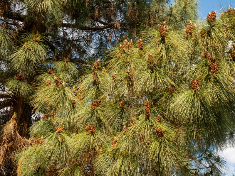 Pinus canariensis  2025-05-13 1-9