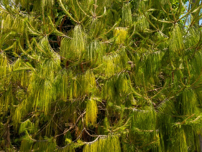 Pinus patula  2025-05-13 1-1