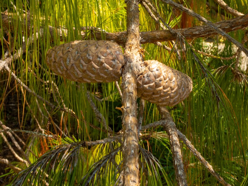 Pinus patula  2025-05-13 1-3