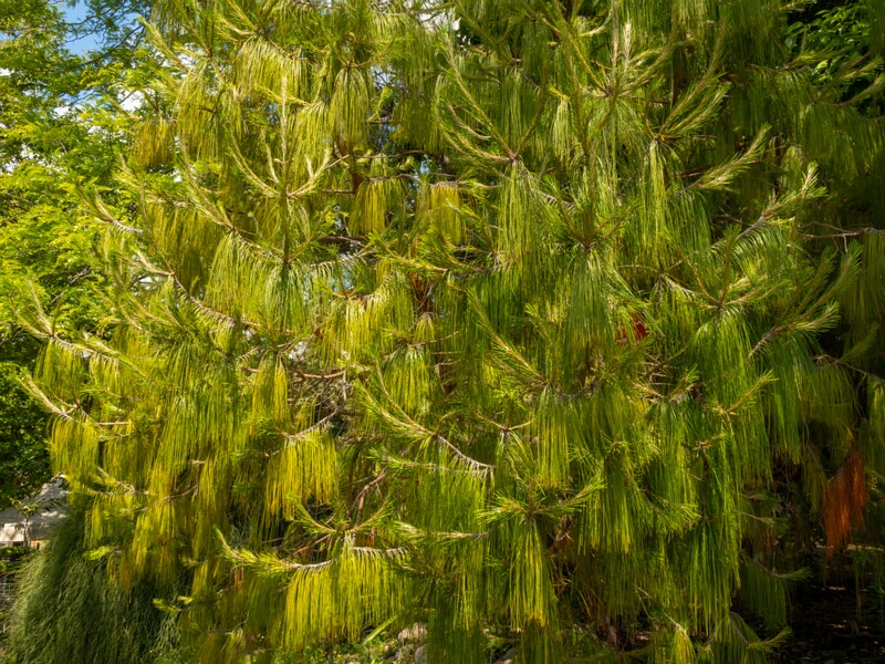 Pinus patula  2025-05-13 1-6