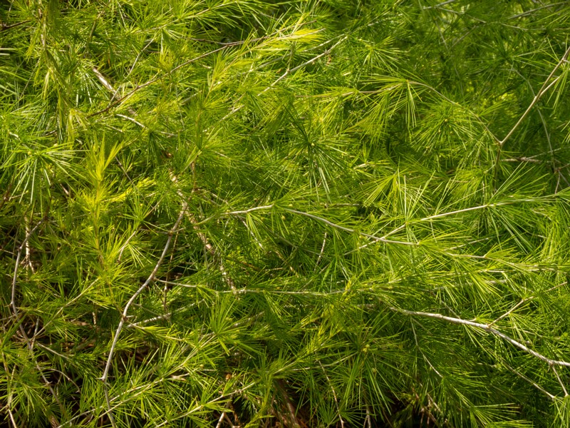 Protasparagus laricinus  2025-05-13 1-1