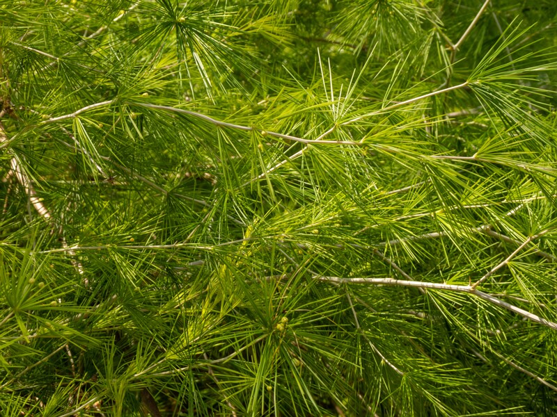 Protasparagus laricinus  2025-05-13 1-2