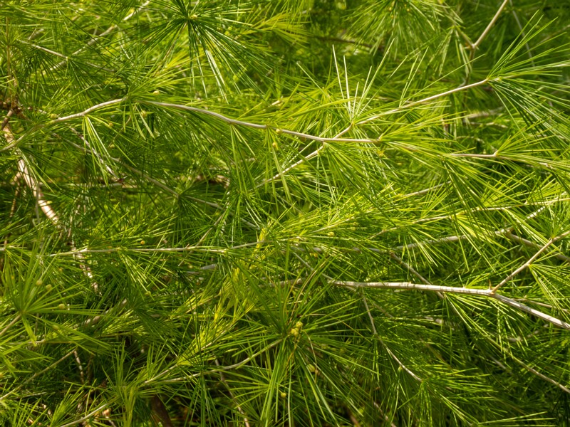 Protasparagus laricinus  2025-05-13 1-3