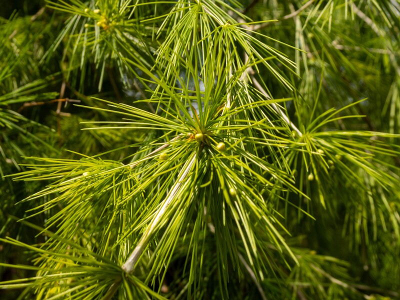 Protasparagus laricinus  2025-05-13 1-4