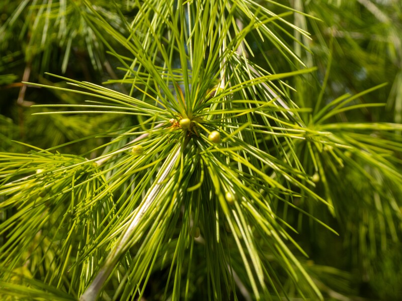 Protasparagus laricinus  2025-05-13 1-5