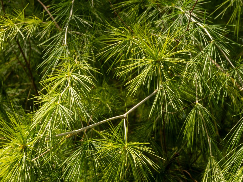 Protasparagus laricinus  2025-05-13 1-6