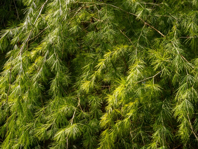 Protasparagus laricinus  2025-05-13 1-7