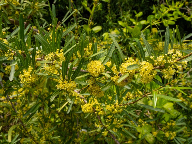 Schinus polygama  2025-05-13 1-1