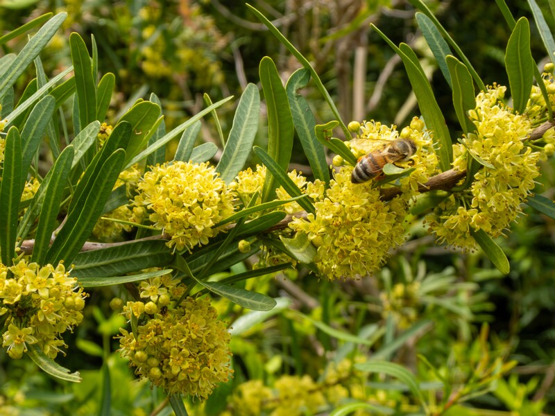 Schinus polygama  2025-05-13 1-2