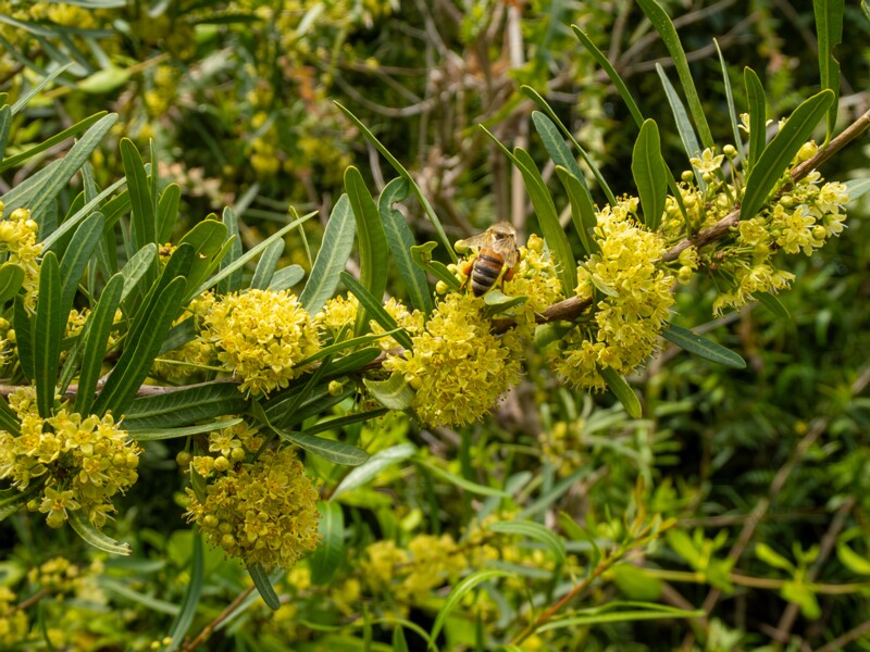 Schinus polygama  2025-05-13 1-3