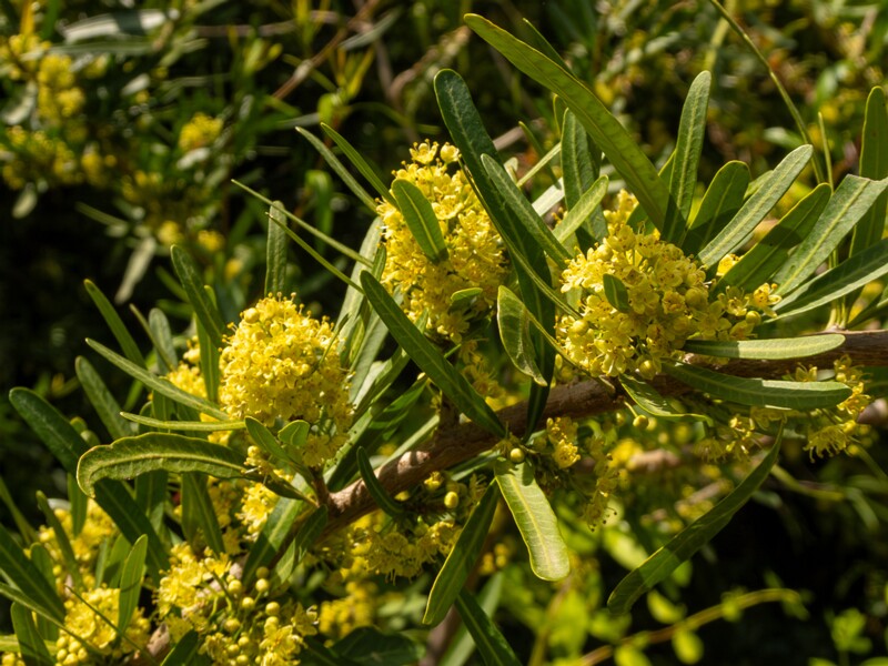 Schinus polygama  2025-05-13 1-4