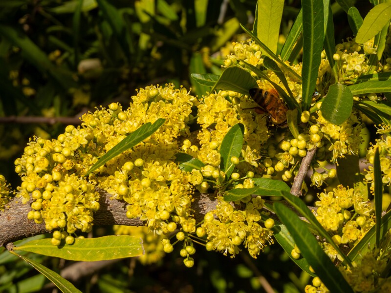 Schinus polygama  2025-05-13 1-5