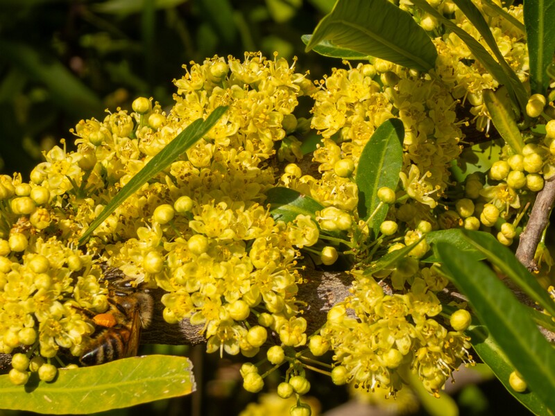 Schinus polygama  2025-05-13 1-6