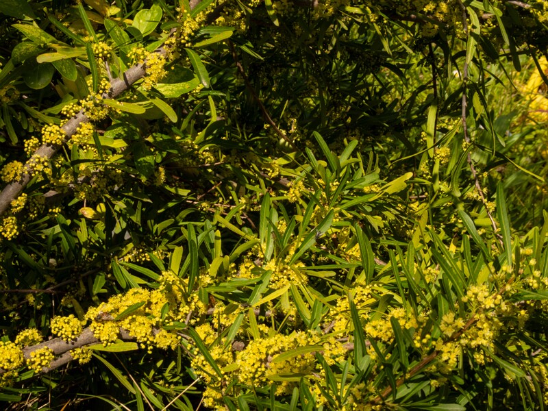 Schinus polygama  2025-05-13 1-8